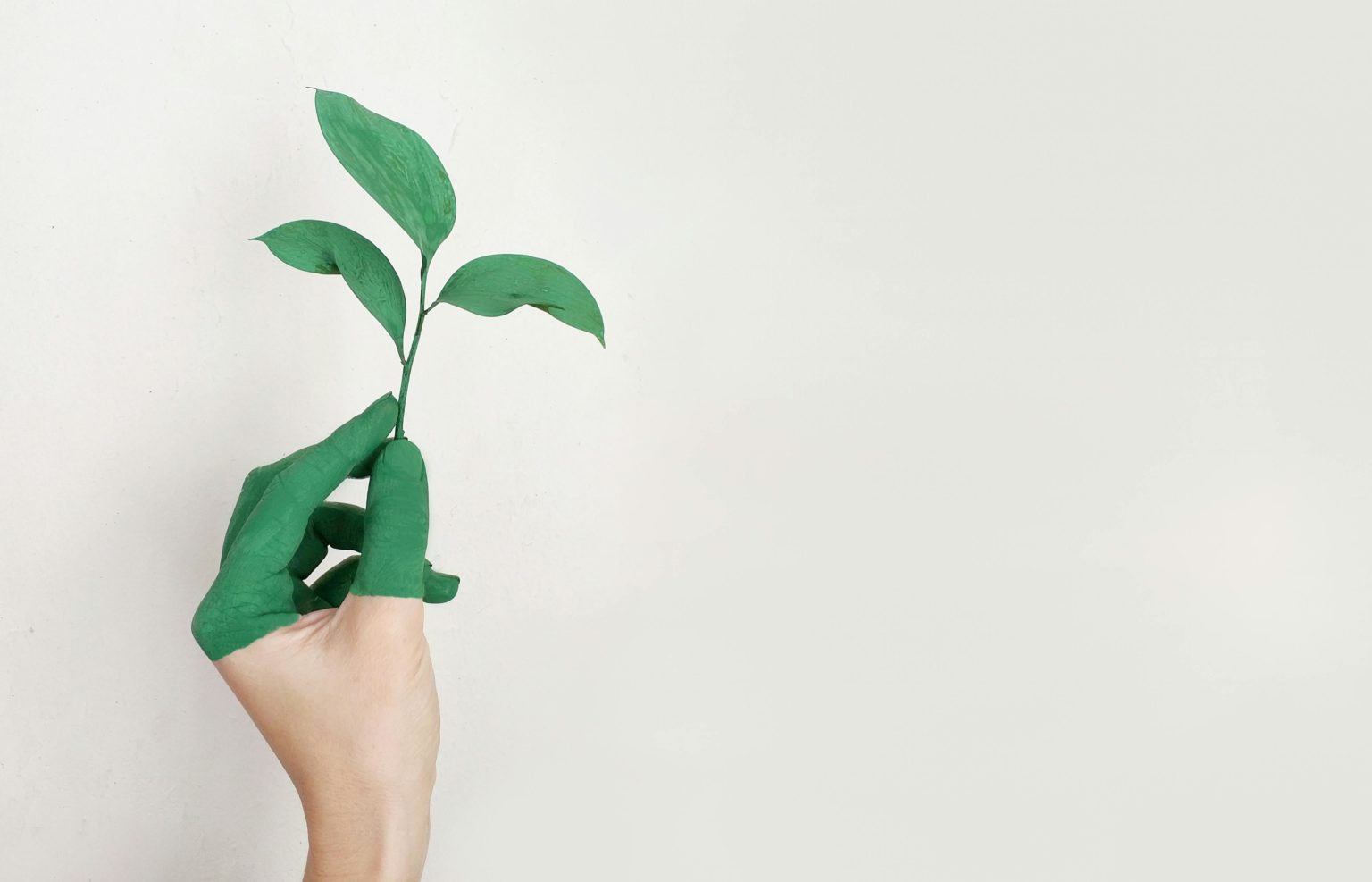 Photo d'une plante verte symbolisant les diagnostics énergétiques réalisés par Cemafa et ses partenaires